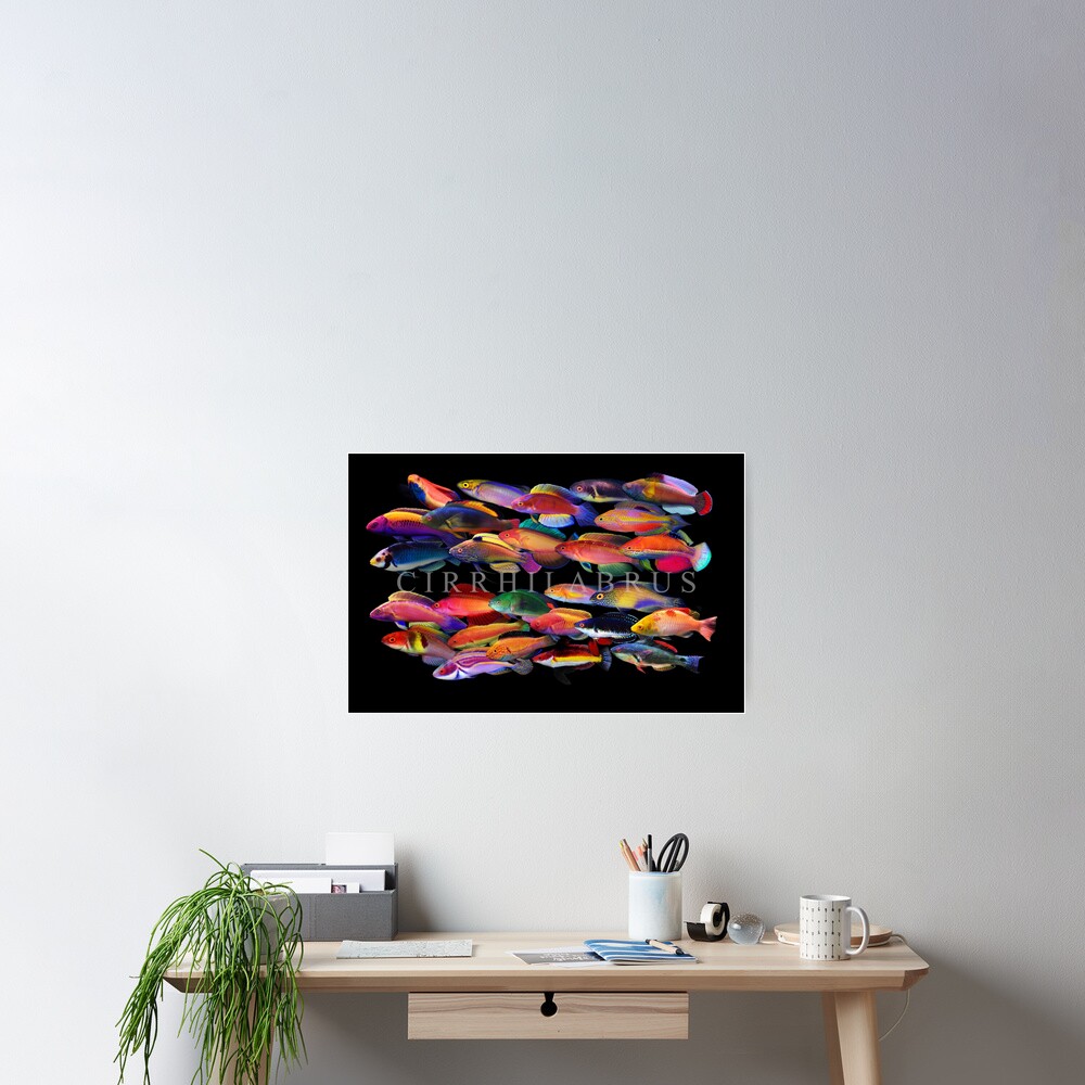 Cirrhilabrus Poster