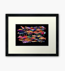 Cirrhilabrus Framed Print