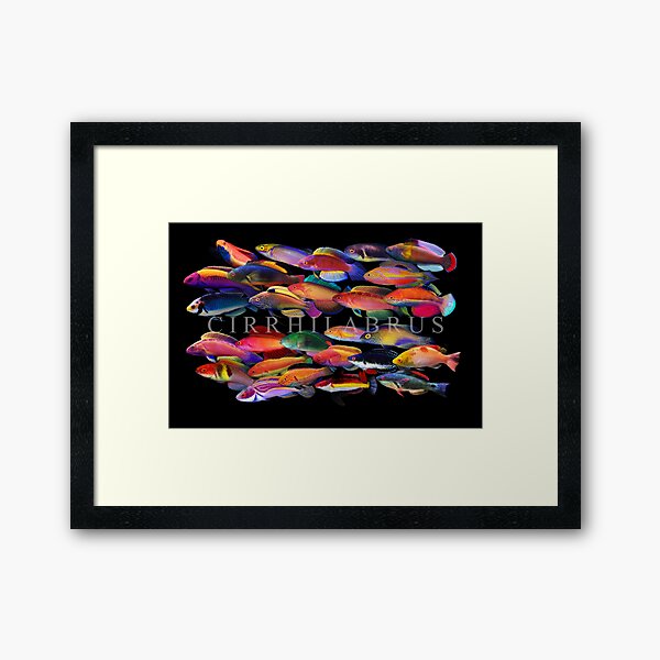Cirrhilabrus Framed Art Print