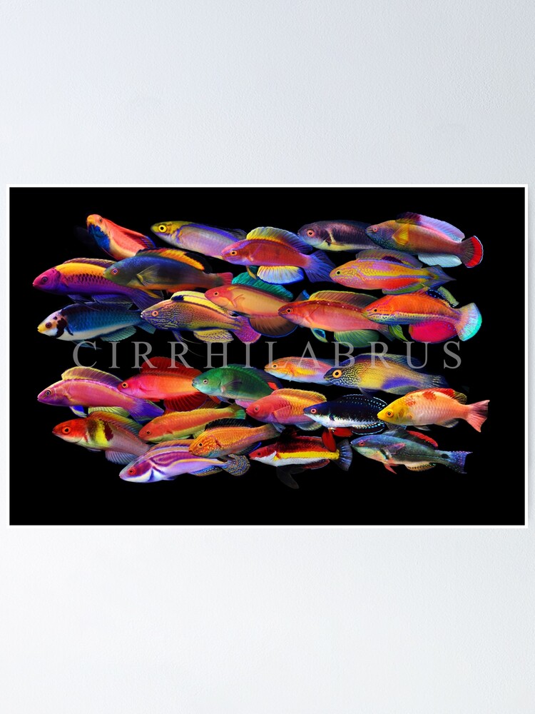 Alternate view of Cirrhilabrus Poster