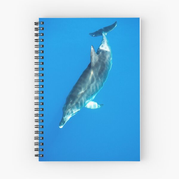 Aperçu de l'œuvre Bottlenose Dolphin créée et vendue par Simon Fallon.