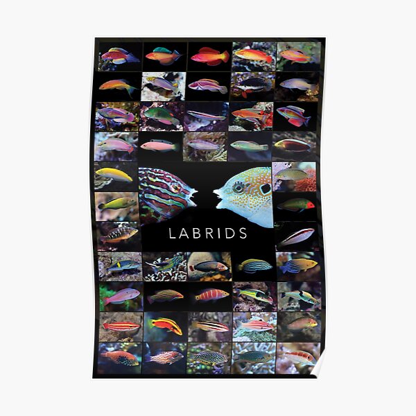 Labrids Poster
