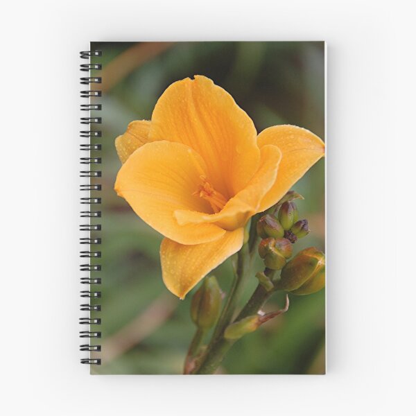 Item preview, Hemerocallis Mondrovin Gem designed and sold by patapping.