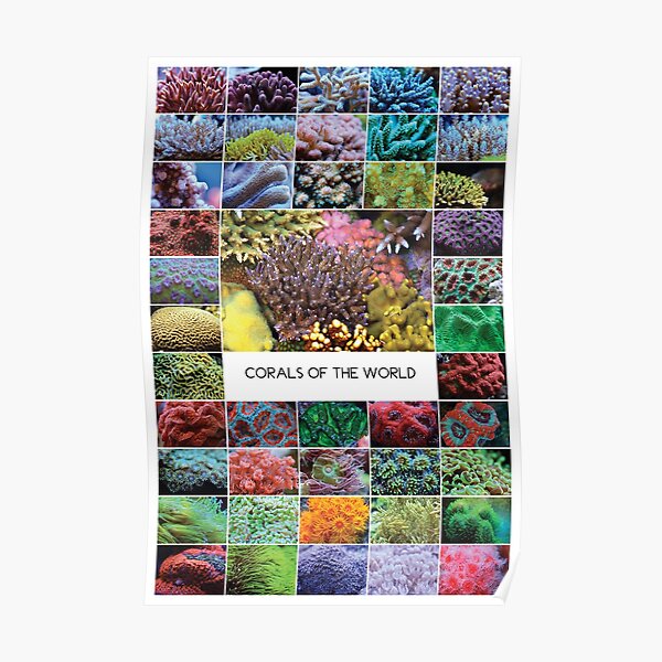 Corals Of The World Poster