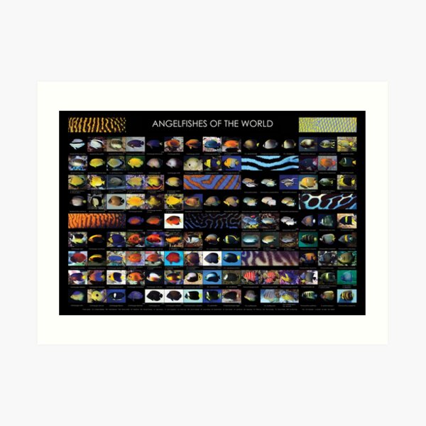 Angelfishes Of The World Art Print