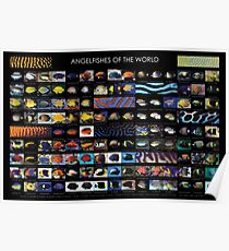 Angelfishes der Welt Poster