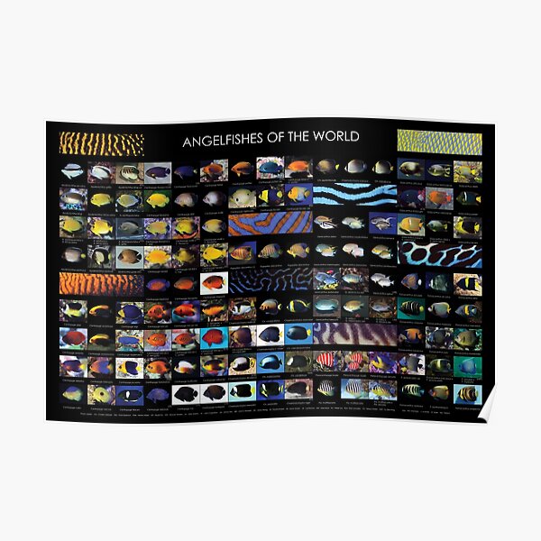 Angelfishes Of The World  Poster