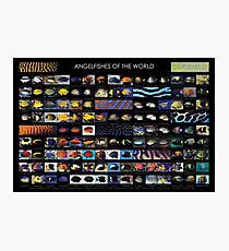 Angelfishes der Welt Fotodruck