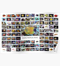 Exotische tropische Fische Poster