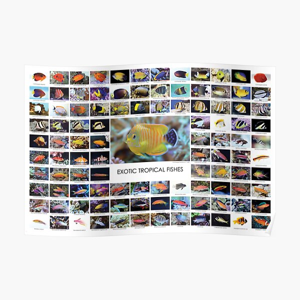 Exotic Tropical Fishes Poster