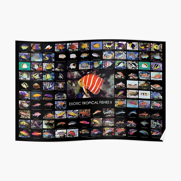 Exotic Tropical Fishes 2 Poster