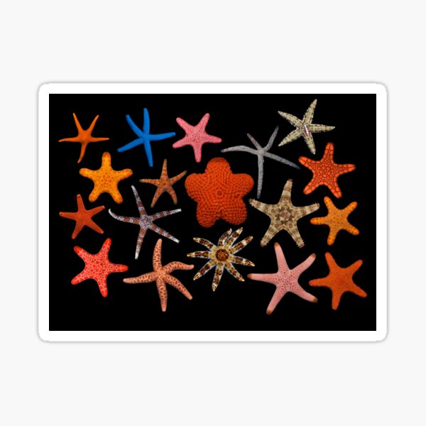Starfishes Sticker