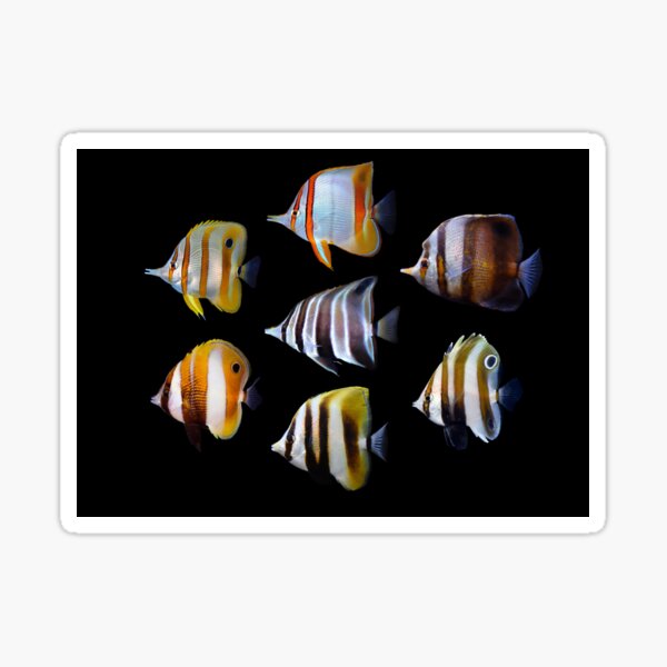 Butterflyfishes 1 Sticker