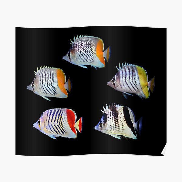 Butterflyfishes 2 Poster