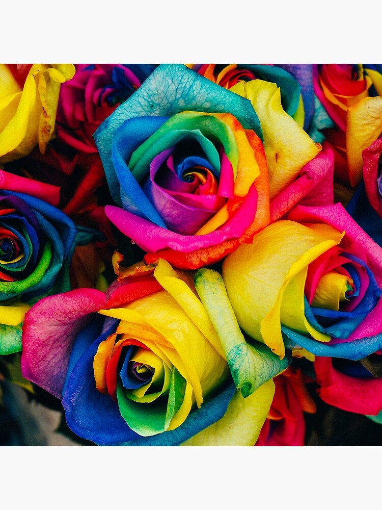 Rainbow Roses Bright Colourful Stunning by ThatsMyStyle