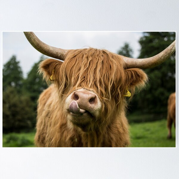 Item preview, Highland Cow designed and sold by Alex Sharp.