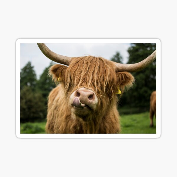 Item preview, Highland Cow designed and sold by Alex Sharp.