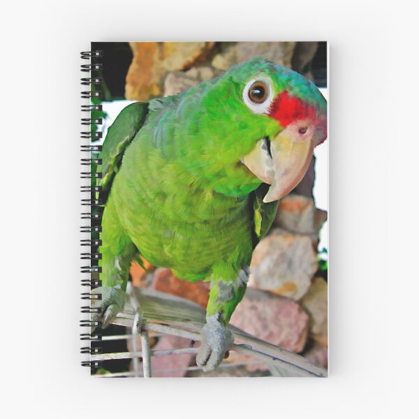 Item preview, Parrot 1 designed and sold by DigitalMuse.