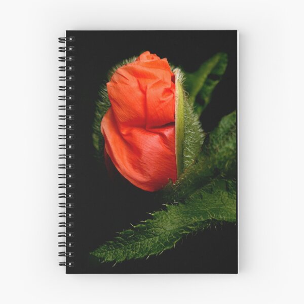 Aperçu de l'œuvre Opening Poppy créée et vendue par shall.