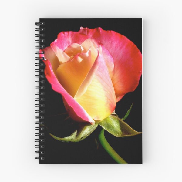 Aperçu de l'œuvre PINK petals  créée et vendue par Rebecca Garibay Photography.