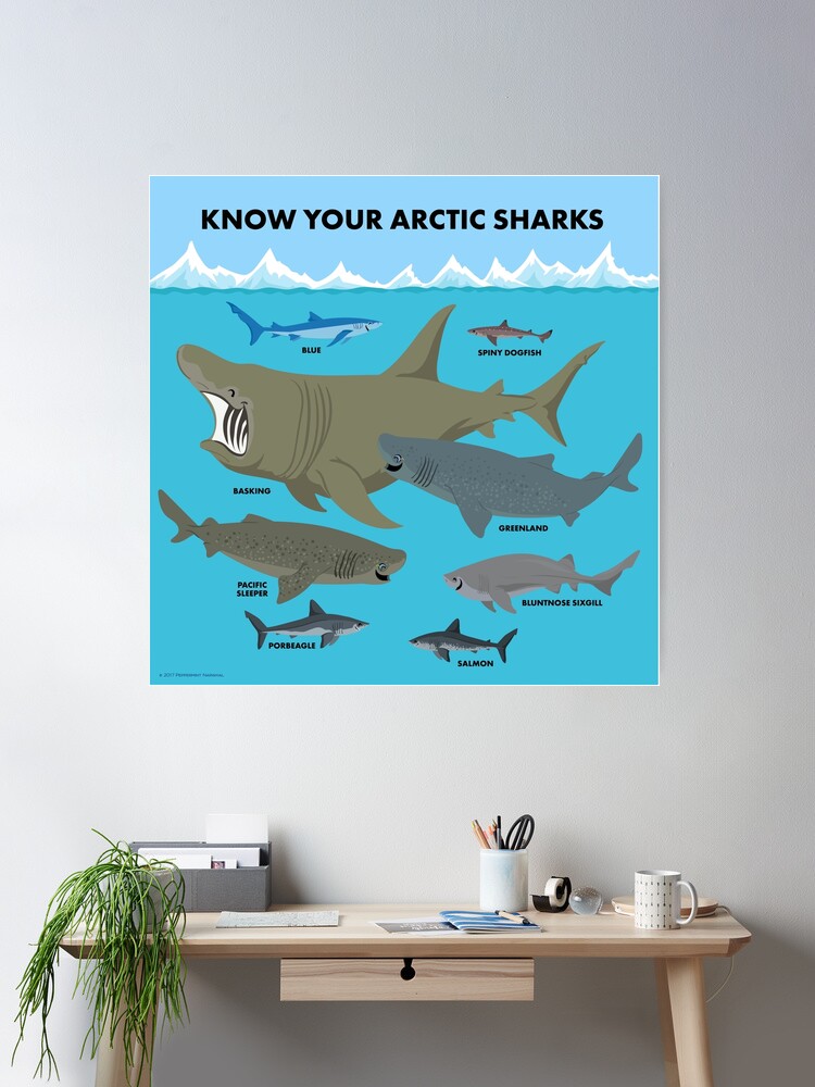 Know Your Arctic Sharks