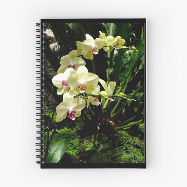 Item preview, Orchids - framed designed and sold by Leone Fabre.