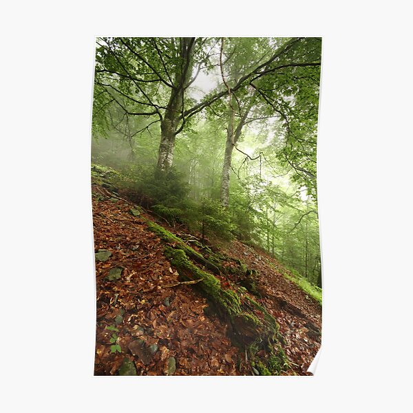 Life And Death Of The Trees Poster