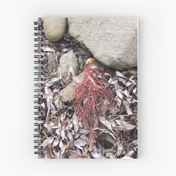 Aperçu de l'œuvre Marine Red créée et vendue par Samara  Lee.