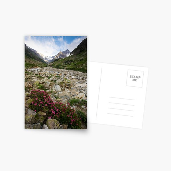 Flowers of High Altitudes Postcard