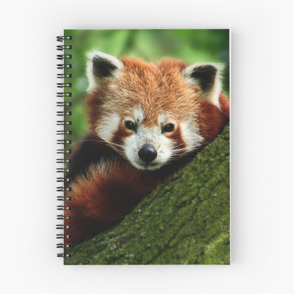 Item preview, Red Panda designed and sold by Moth.