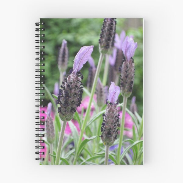 Aperçu de l'œuvre Lavender créée et vendue par Stephen  Shelley.