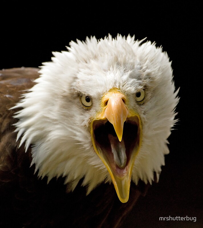 "Bald Eagle Screaming" by mrshutterbug | Redbubble