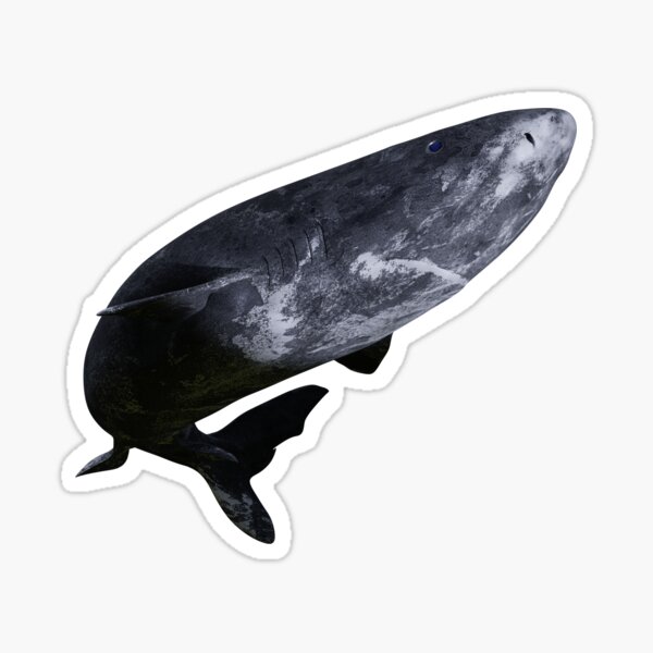 Item preview, Greenland shark swimming, Somniosus microcephalus designed and sold by DottedYeti.