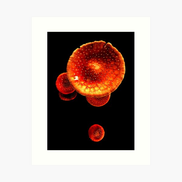 Fly Agaric Art Print