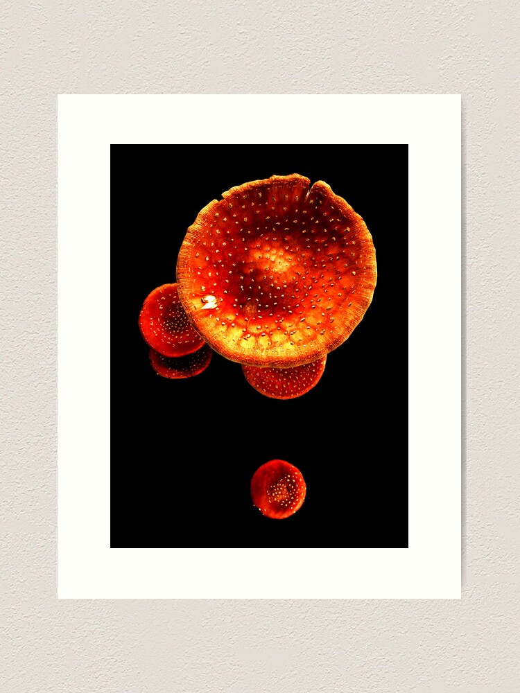 Thumbnail 1 of 3, Art Print, Fly Agaric designed and sold by Coigach.