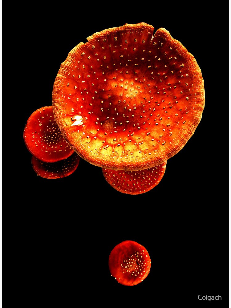 Thumbnail 3 of 3, Art Print, Fly Agaric designed and sold by Coigach.