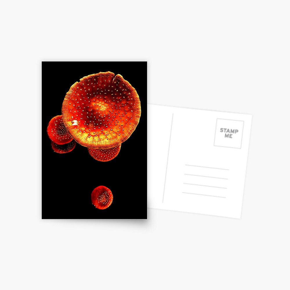 Item preview, Postcard designed and sold by Coigach.