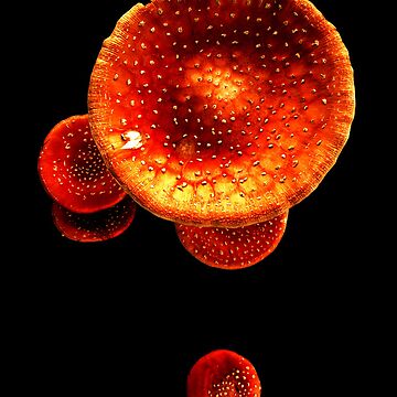 Artwork thumbnail, Fly Agaric by Coigach