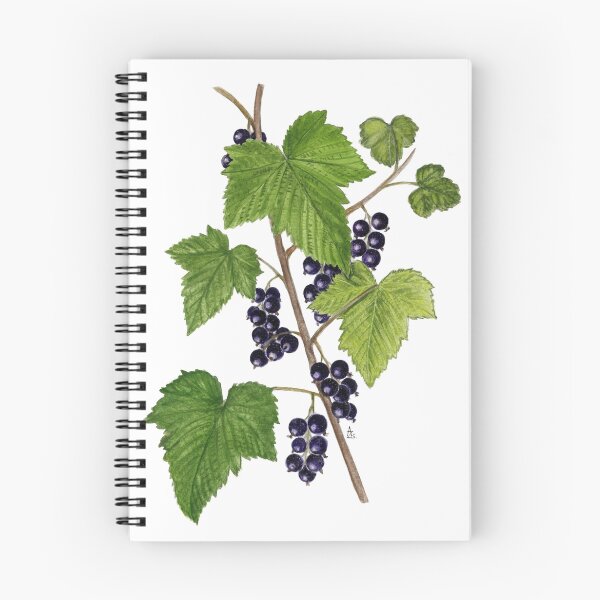 Item preview, Blackcurrant - Ribes nigrum designed and sold by Sue Abonyi.