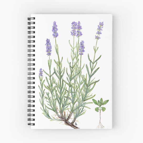 Item preview, Narrow-leaved Lavender - Lavandula angustifolia designed and sold by Sue Abonyi.