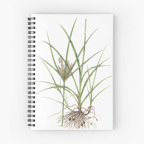 Item preview, Tigernut Sedge - Cyperus esculentus designed and sold by Sue Abonyi.