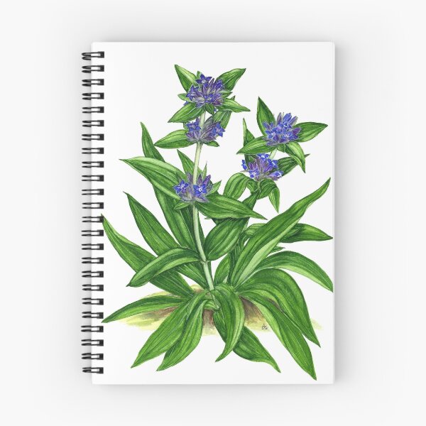 Item preview, Cross Gentian - Gentiana cruciata designed and sold by Sue Abonyi.