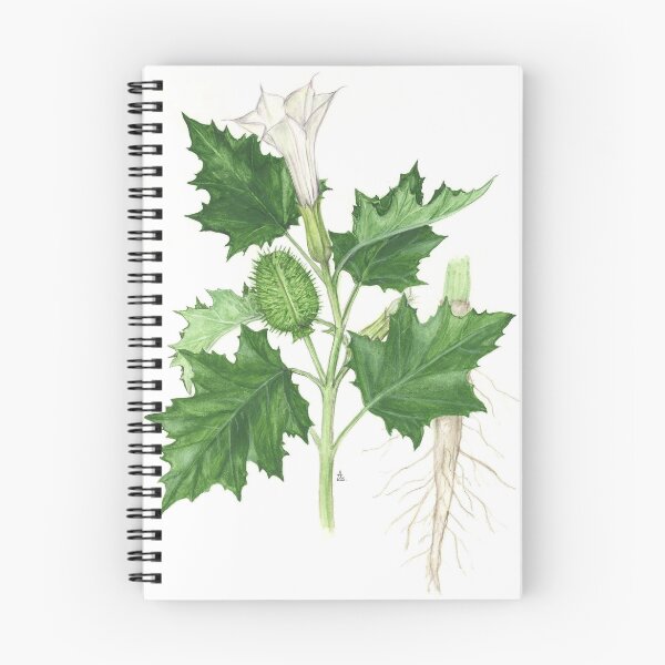 Item preview, Moon Flower - Datura stramonium designed and sold by Sue Abonyi.