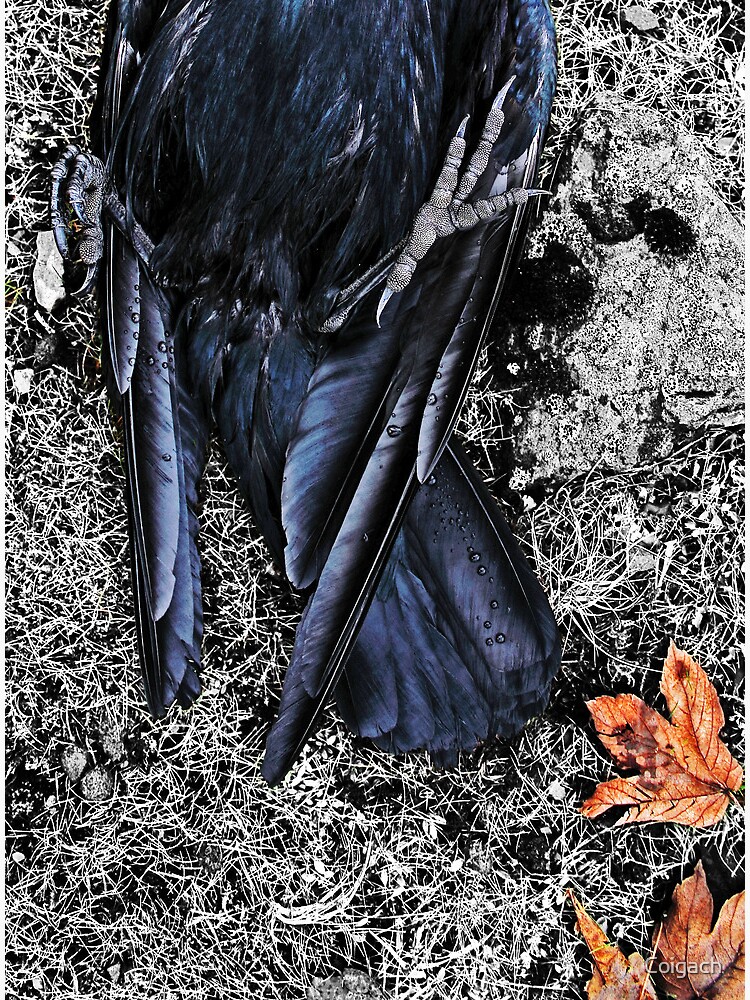 Thumbnail 3 of 3, Art Print, Crow Foot1 designed and sold by Coigach.