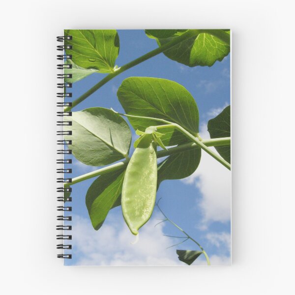 Item preview, Glorious snow pea designed and sold by Northcote Community  Gardens.