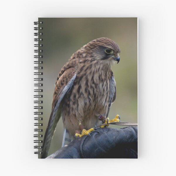 Item preview, Kestrel designed and sold by Alan Rodmell.