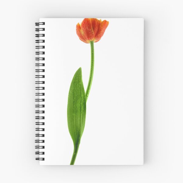 Item preview, Tulip designed and sold by Wisent.