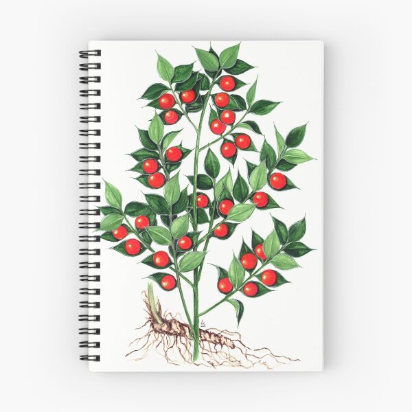 Item preview, Butcher's Broom - Ruscus aculeatus designed and sold by Sue Abonyi.