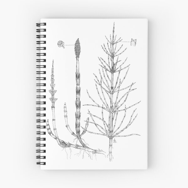 Item preview, Pewterwort  - Equisetum arvense designed and sold by Sue Abonyi.