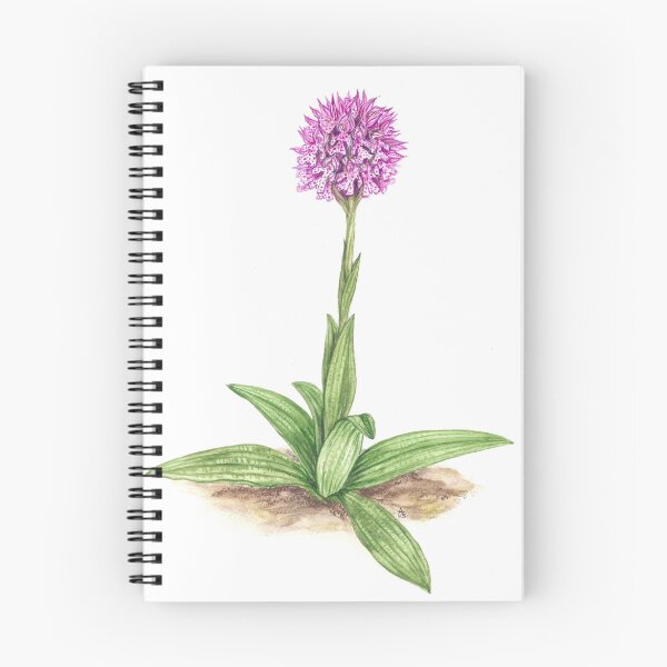 Item preview, Three-toothed Orchid  - Orchis tridentata designed and sold by Sue Abonyi.